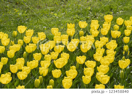 チューリップの花 チューリップの花 123458840