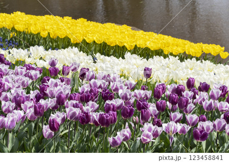 チューリップの花 123458841