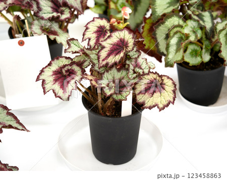 レックスベゴニア 123458863