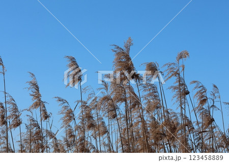 北風に煽られる葦の枯れ尾花 123458889