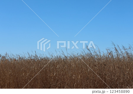 茶色に枯れた葦原の風景 123458890