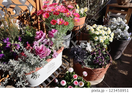 春の花寄せ植え＆寄せ鉢 123458951