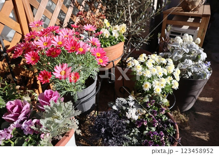 春の花の寄せ植え＆寄せ鉢 123458952