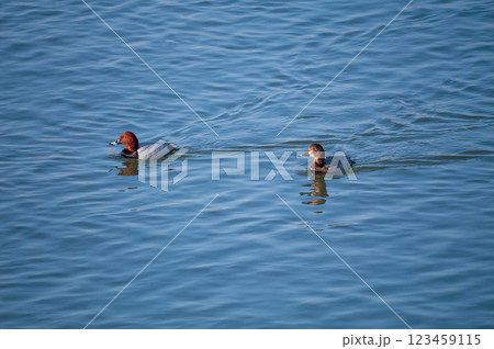 信濃川・やすらぎ堤の星羽白(ほしはじろ) 123459115