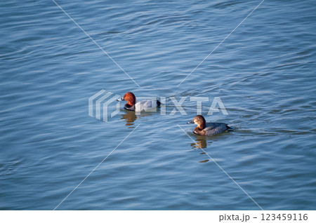 信濃川・やすらぎ堤の星羽白(ほしはじろ) 123459116