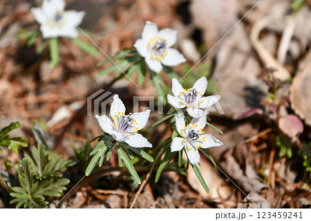 節分草 節分草 123459241