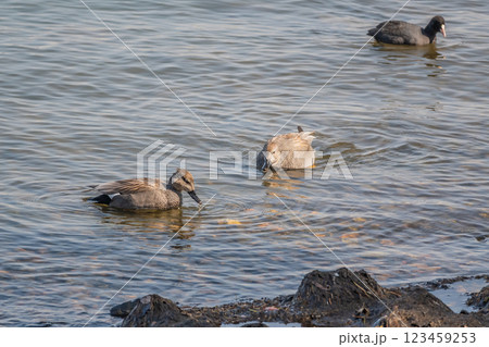 オカヨシガモ（メス）　琵琶湖 123459253