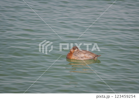 居眠りしながら湖面を漂うホシハジロ 琵琶湖 大津市 居眠りしながら湖面を漂うホシハジロ 琵琶湖 大津市 123459254