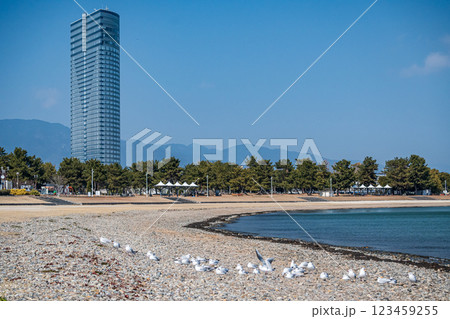 琵琶湖畔のユリカモメの群れ　大津市 123459255