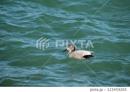 荒波の湖を泳ぐオカヨシガモ　琵琶湖　大津市 123459265