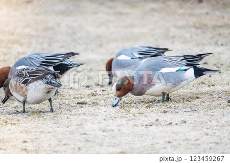 琵琶湖岸の陸地で枯れ草をついばむヒドリガモ　大津市 123459267