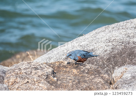 イソヒヨドリ（オス）　大津市琵琶湖岸 123459273