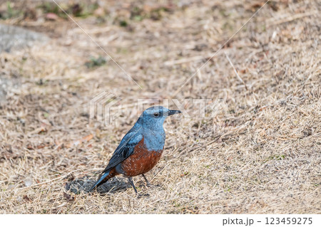 イソヒヨドリ(オス) 大津市琵琶湖岸 イソヒヨドリ(オス) 大津市琵琶湖岸 123459275