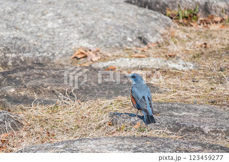 イソヒヨドリ（オス）　大津市琵琶湖岸 123459277