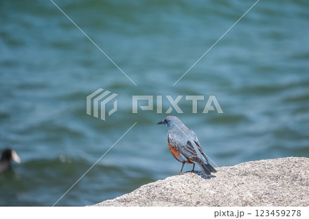 イソヒヨドリ（オス）　大津市琵琶湖岸 123459278