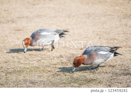 琵琶湖岸の陸地で枯れ草をついばむヒドリガモ 大津市 琵琶湖岸の陸地で枯れ草をついばむヒドリガモ 大津市 123459281