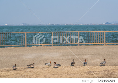 琵琶湖岸の陸地に上がったヒドリガモ 大津市 琵琶湖岸の陸地に上がったヒドリガモ 大津市 123459284