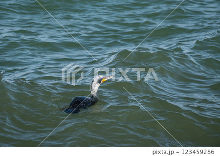 荒波の琵琶湖を泳ぐを泳ぐカワウ　大津市 123459286