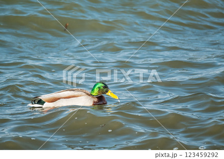 荒波に揉まれるマガモ（オス）　琵琶湖　大津市 123459292