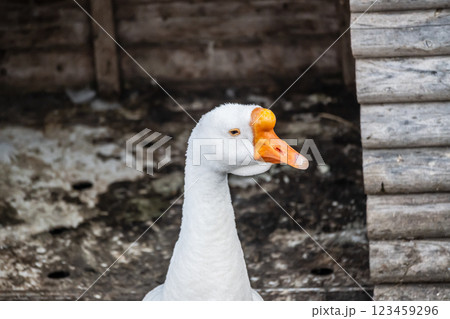 ガチョウ　琵琶湖大津港 123459296