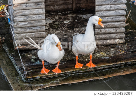 ガチョウ　琵琶湖大津港 123459297