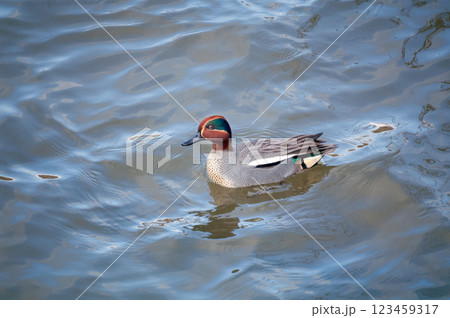 信濃川・やすらぎ堤の小鴨(こがも) 123459317