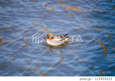 信濃川・やすらぎ堤の小鴨(こがも) 信濃川・やすらぎ堤の小鴨(こがも) 123459323