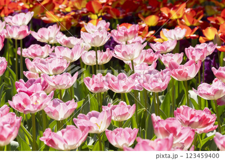 チューリップの花 チューリップの花 123459400