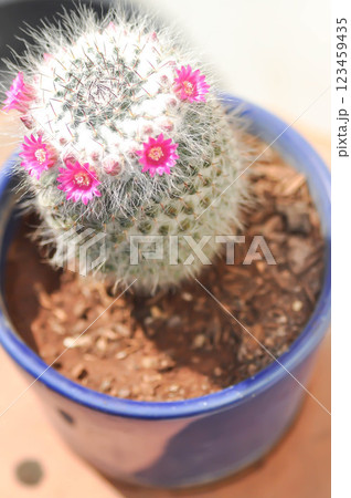 Mammillaria carmenae ,Mammillaria or cactus or succulent or Mammillaria carmenae with pink flower Mammillaria carmenae ,Mammillaria or cactus or succulent or Mammillaria carmenae with pink flower 123459435