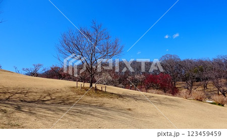 青空に映える樹木と冬枯れの広がる芝生 青空に映える樹木と冬枯れの広がる芝生 123459459