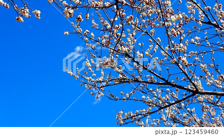 青空に映える梅の花 青空に映える梅の花 123459460