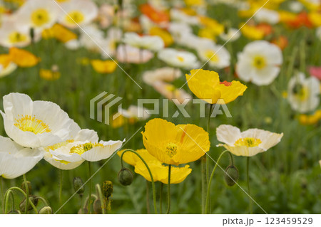 ポピーの花 123459529
