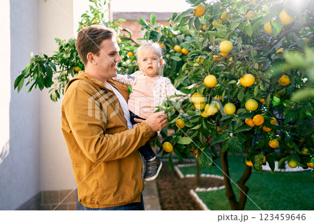 Dad with a little girl in his arms stands near a tangerine tree in the garden Dad with a little girl in his arms stands near a tangerine tree in the garden 123459646