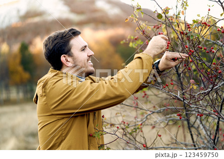 Smiling gardener picking ripe rose hips from a bush in the garden. Side view 123459750