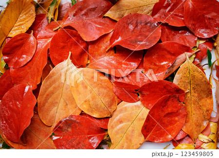Wet red autumn leaves lie on a white liquid background Wet red autumn leaves lie on a white liquid background 123459805