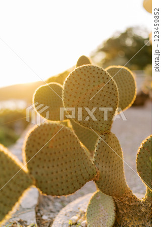 Large green prickly pear in a pot in bright sunlight Large green prickly pear in a pot in bright sunlight 123459852