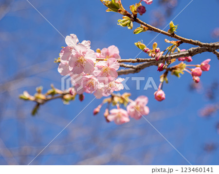 春の訪れ 早春に咲き始めた河津桜 春の訪れ 早春に咲き始めた河津桜 123460141