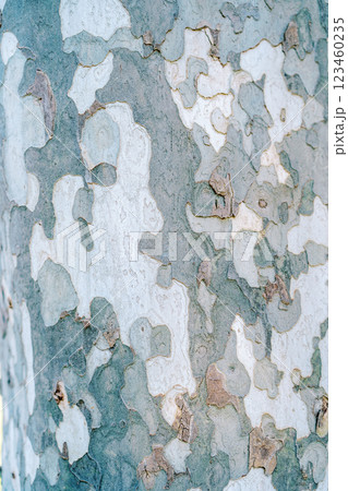 Variegated spotted texture of sycamore bark Variegated spotted texture of sycamore bark 123460235