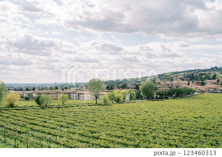 Green vineyards near an ancient settlement. Verona, Italy Green vineyards near an ancient settlement. Verona, Italy 123460313