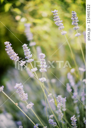 Blooming lilac lavender growing in a sunny garden 123460322