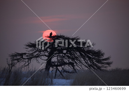 一本松とオジロワシ 123460699