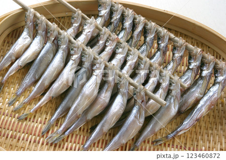 シシャモ ししゃも 柳葉魚 生干しししゃも シシャモ ししゃも 柳葉魚 生干しししゃも 123460872