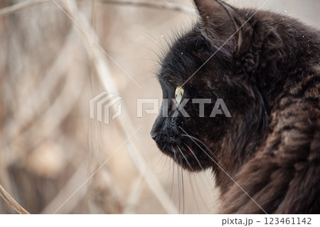 Profile of a black cat in nature. Pet, kitten. Profile of a black cat in nature. Pet, kitten. 123461142