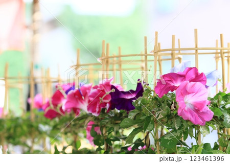 大輪の朝顔　入谷の朝顔市　東京の夏の風物詩 123461396