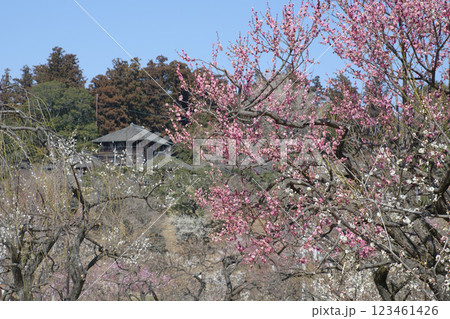 観梅の偕楽園と梅林と好文亭　 123461426