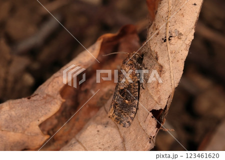 生き物 昆虫 クロサンカクモンヒメハマキ、春に出現する小さなハマキガ。地面近くをフワフワ飛びます 生き物 昆虫 クロサンカクモンヒメハマキ、春に出現する小さなハマキガ。地面近くをフワフワ飛びます 123461620