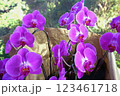 胡蝶蘭 123461718