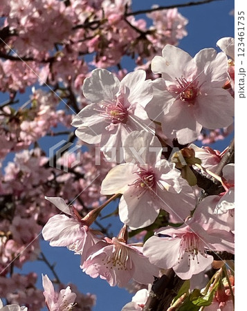 さいたま市 大宮第2公園に咲いていた梅の花 さいたま市 大宮第2公園に咲いていた梅の花 123461735