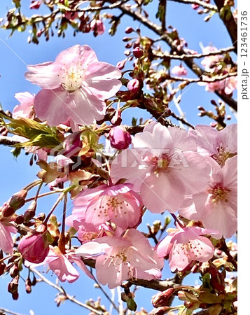 さいたま市 大宮第2公園に咲いていた梅の花 さいたま市 大宮第2公園に咲いていた梅の花 123461736