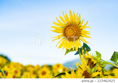 大輪のひまわり 夏イメージ 大輪のひまわり 夏イメージ 123462025